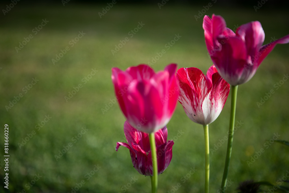 Obraz premium Beautiful tulips in the garden .
