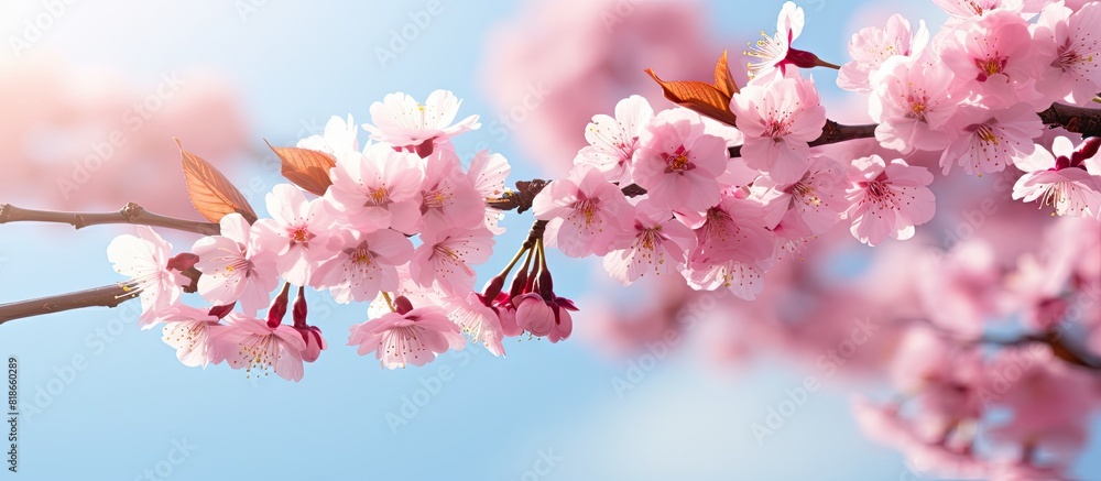 Close up of a cherry blossom tree in the sun with pink flowers blooming on the branch It serves as a spring floral background with copy space for text