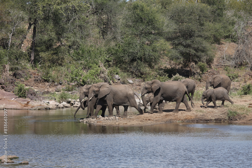 Afrikanischer Elefant am Sweni River/ African elephant at Sweni River / Loxodonta africana.