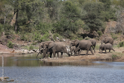 Afrikanischer Elefant am Sweni River  African elephant at Sweni River   Loxodonta africana.