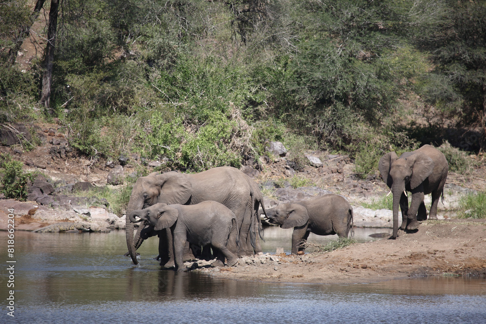 Fototapeta premium Afrikanischer Elefant am Sweni River/ African elephant at Sweni River / Loxodonta africana.