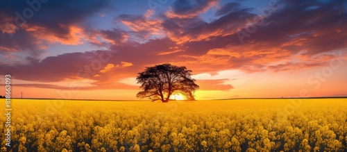Colorful sky evening sunset and a yellow rapeseed field create a scenic view in this copy space image photo