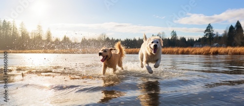 Dogs joyfully playing chase in a flooded field at Marymoor Park s off leash dog area on a sunny winter day with a copy space image