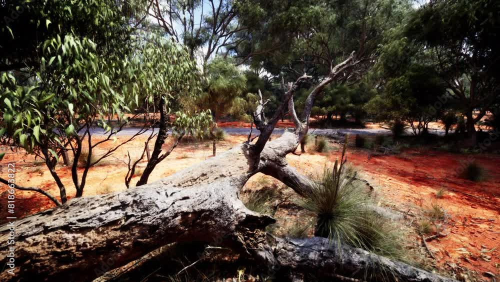 Trees and stones in Australian desert Trees and stones in Australian desert