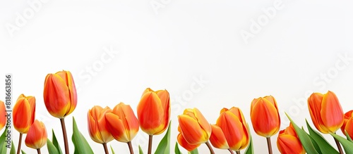 Isolated tulip flowers on a...
