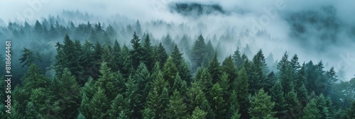 Misty Forest Landscape in Pacific Northwest Generative AI