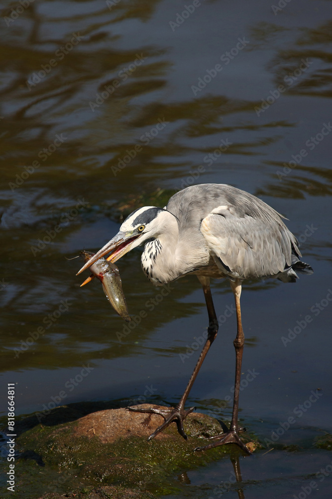 Fototapeta premium Afrikanischer Graureiher / Grey heron / Ardea cinerea.