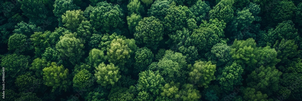 Aerial View of Forest Landscape for Travel or Nature Documentaries Generative AI