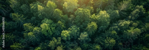 Breathtaking Aerial View of a Lush Forest at Sunset Generative AI