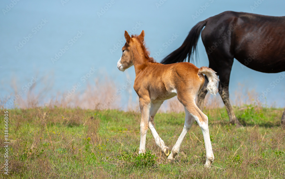 A newborn foal grazes in a meadow, eats grass, walks and frolics. Pregnant horses and foals, livestock breeding concept. A newborn foal grazes in a meadow, eats grass, walks and frolics. Pregnant horses and foals, livestock breeding concept.