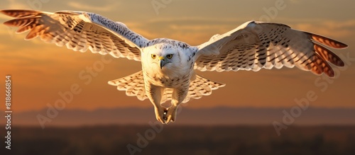 A Gyrfalcon a magnificent white falcon soars through the sunset sky while hunting at high speeds There is plenty of empty space for text or images. with copy space image photo