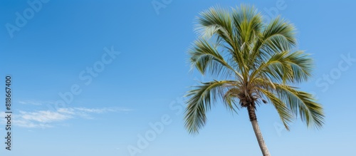 A palm tree stands against a backdrop of clear blue sky providing ample copy space