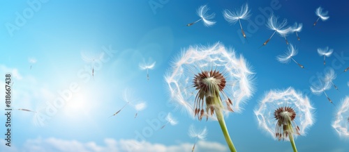A dream of liberty embodied in an extravagant dandelion its seeds gracefully dispersing through the air Against a backdrop of blue sky ample room for adding text or images