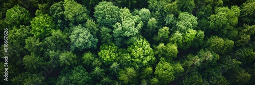 Aerial View of Lush Green Forest for Nature Lovers Generative AI #818667626