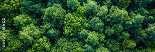 Summer Forest Canopy from Above, Aerial View Generative AI