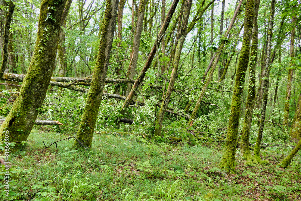 Large ancient oak tree fallen over due to months of rain causing the clay soil to turn to slip, bringing down and snapping several other trees in the process
Large ancient oak tree fallen over due to months of rain causing the clay soil to turn to slip, bringing down and snapping several other trees in the process