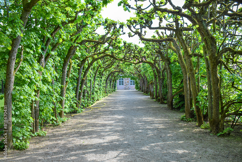 A green tunnel of trees along a garden alley A green tunnel of trees along a garden alley