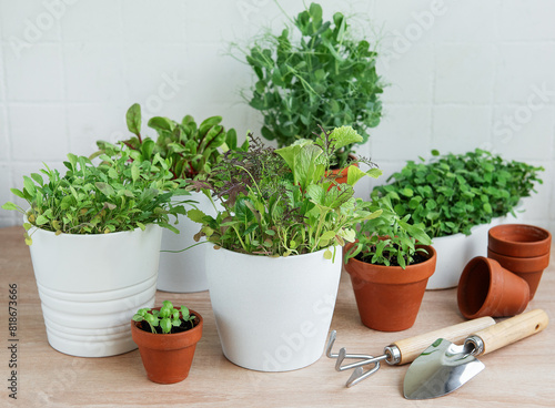 Indoor Herb Garden Kit With Fresh Green Plants