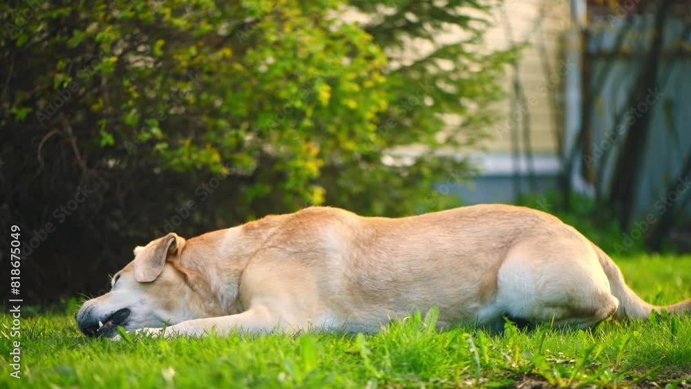 Adorable fawn Labrador on the grass gnaws on a stick. Recreation, Garden, pets Adorable fawn Labrador on the grass gnaws on a stick. Recreation, Garden, pets