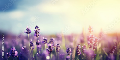 Lavender. Lavender field.  copy space Beautiful Floral background for greeting card for Birthday  Wedding  Woman s day  Mother s day