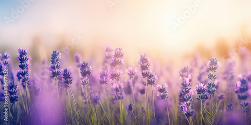 Lavender field in the morning. Beautiful Floral background for greeting card for Birthday  Wedding  Woman s day  Mother s day