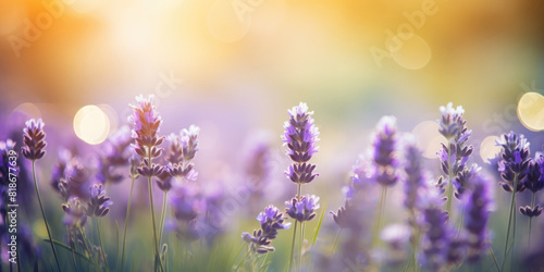 Purple Lavender flowers in sunlight. Lavender field. Beautiful Floral background for greeting card for Birthday  Mother s day  Wedding  Woman s day