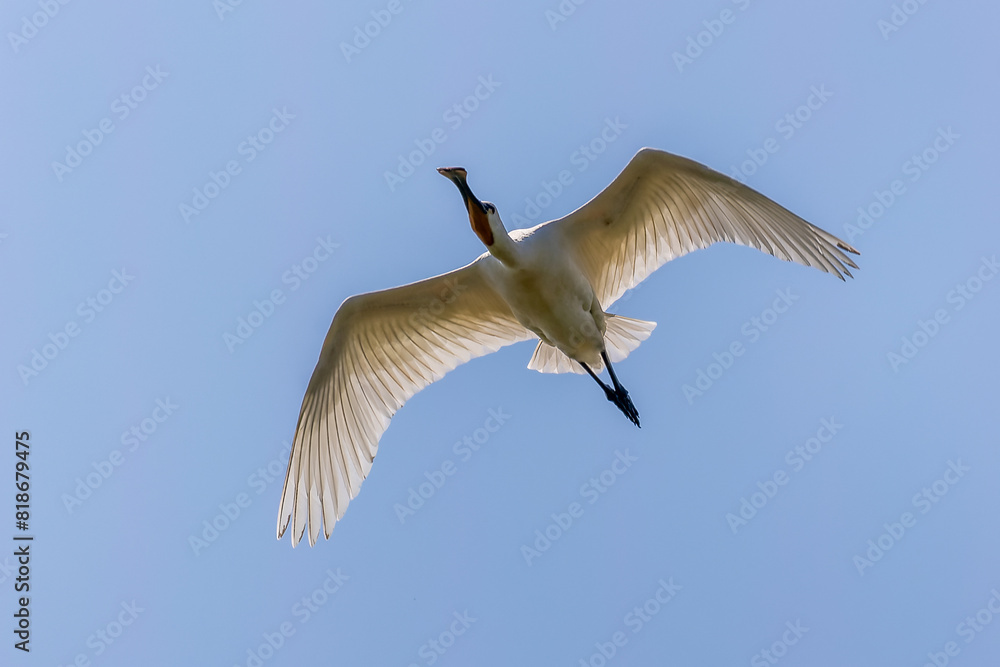 Obraz premium Löffler