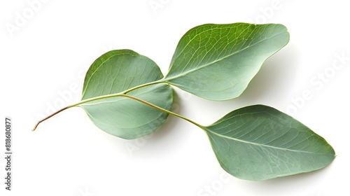 Lush eucalyptus leaf isolated on a clean white background, emitting a refreshing scent and calming presence.