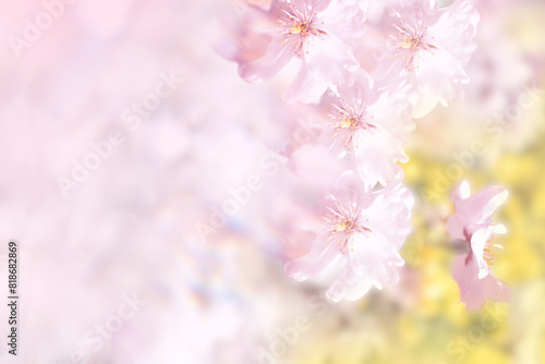 Fototapeta Naklejka Na Ścianę i Meble -  春のイメージ、桜の花とピンク色の背景イラスト(effected photo of cherry blossoms illustration. not AI)