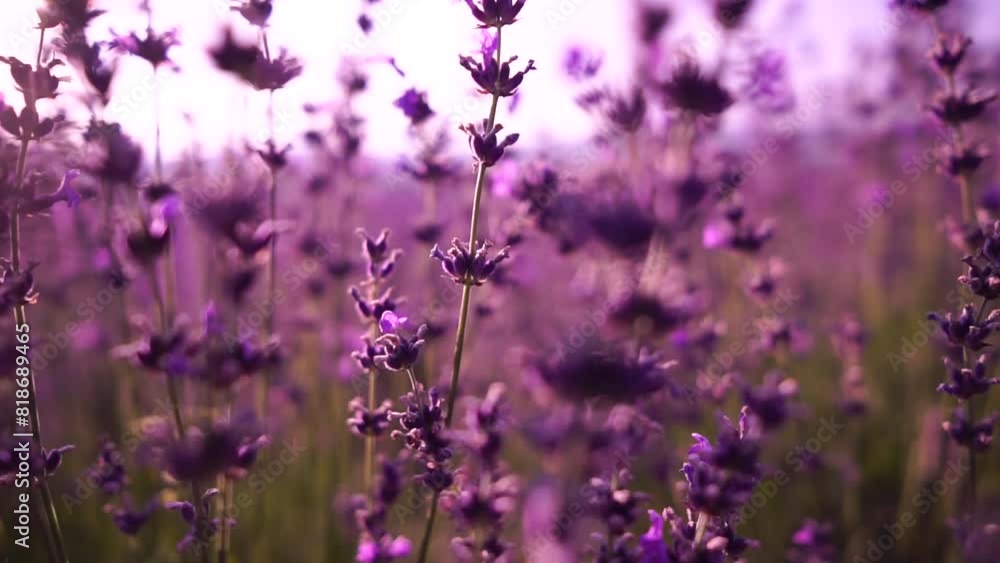 Lavender fields with fragrant purple flowers bloom at sunset. Lush lavender bushes in endless rows. Organic Lavender Oil Production in Europe. Garden aromatherapy. Slow motion, close up Lavender fields with fragrant purple flowers bloom at sunset. Lush lavender bushes in endless rows. Organic Lavender Oil Production in Europe. Garden aromatherapy. Slow motion, close up