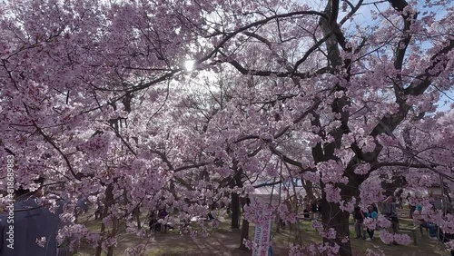 Wallpaper Mural 春風に揺れる満開の桜 Torontodigital.ca