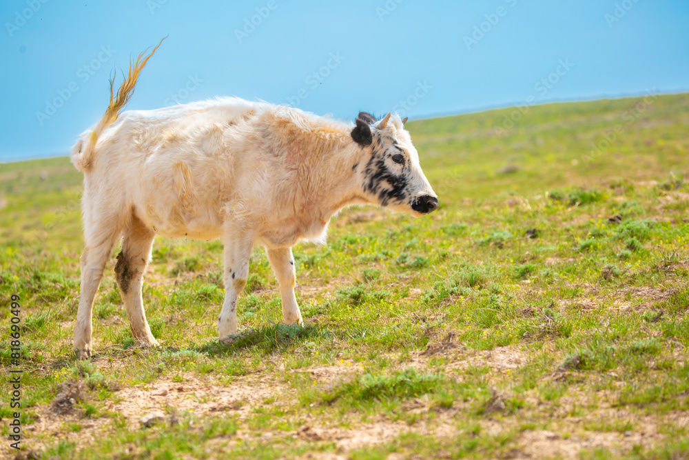 A cow and a newborn calf graze on a pasture in a green meadow. The concept of animal husbandry and organic food. A cow and a newborn calf graze on a pasture in a green meadow. The concept of animal husbandry and organic food.