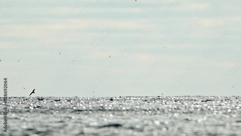 Fishing boat trawler catches fish while sailing on sea. A commercial fishing boat on the horizon in a distance sail to catch school of fish on calm sea surface in summer. Commercial catch of sea fish.