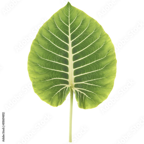 Alocasia leaf large arrow shaped leaf with prominent veins and slightly wavy edges Alocasia macrorrhizos