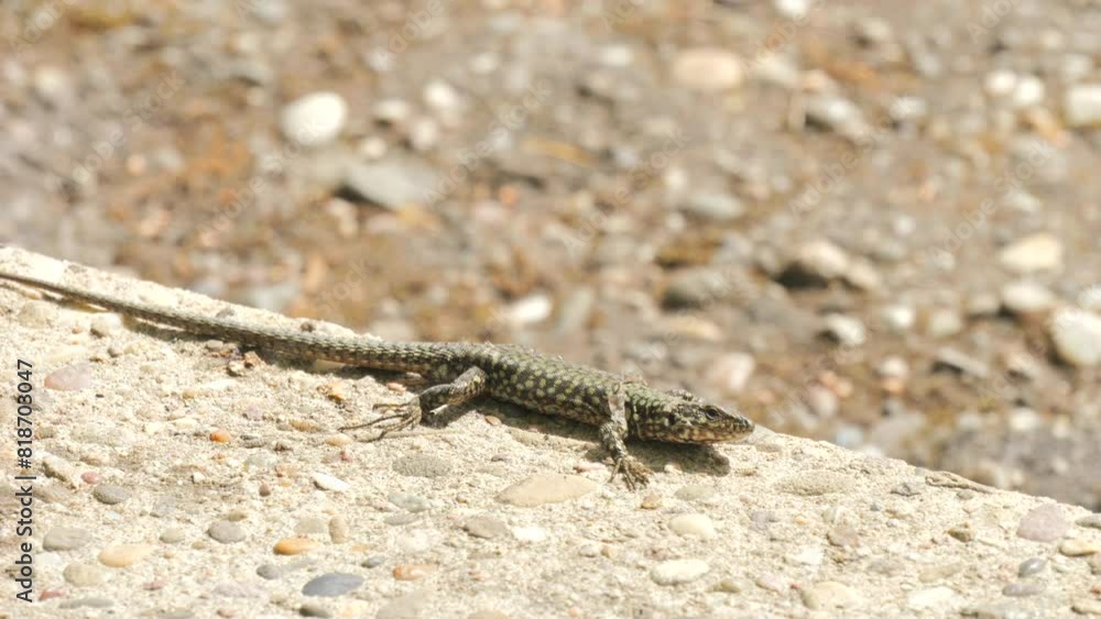 A funny lizard that is lazy and sheds its skin in slow motion runs A funny lizard that is lazy and sheds its skin in slow motion runs