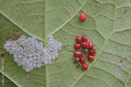 Newly hatched baby harlequin bugs on the leaves of Jatropha sp. This brightly colored insect has the scientific name Tectocoris diophthalmus. photo