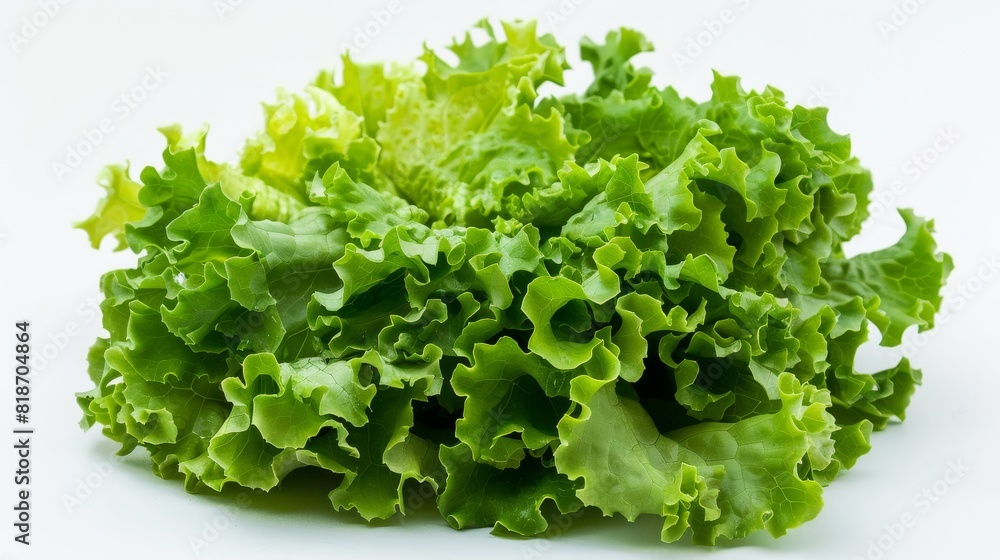Fresh and crispy lettuce, perfect for salads and sandwiches! Fresh and crispy lettuce, perfect for salads and sandwiches!