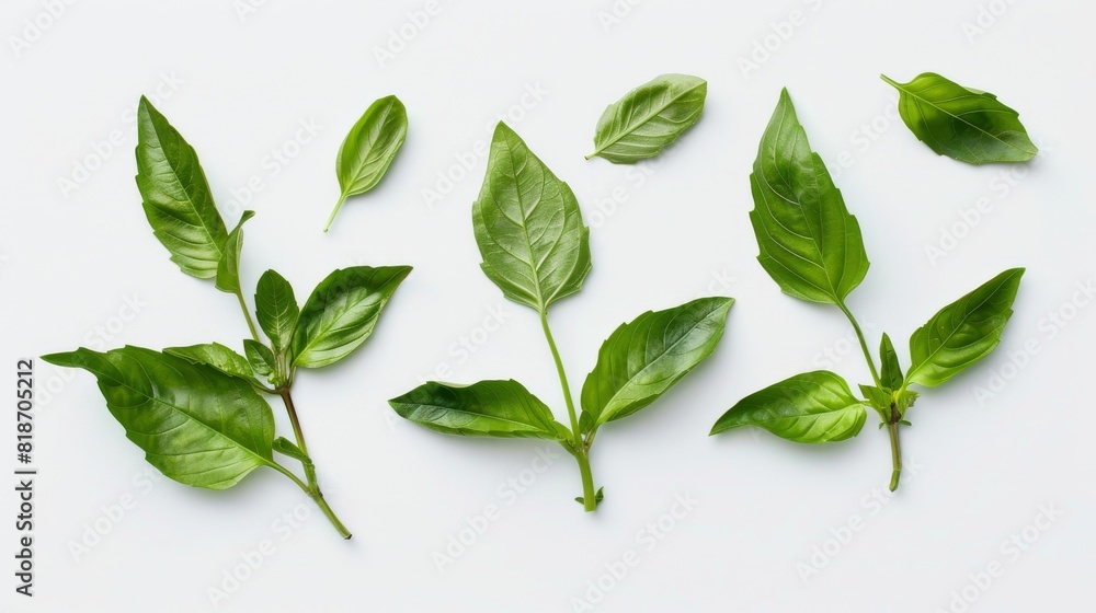 Fototapeta premium Fresh basil leaves isolated on white background. Top view.