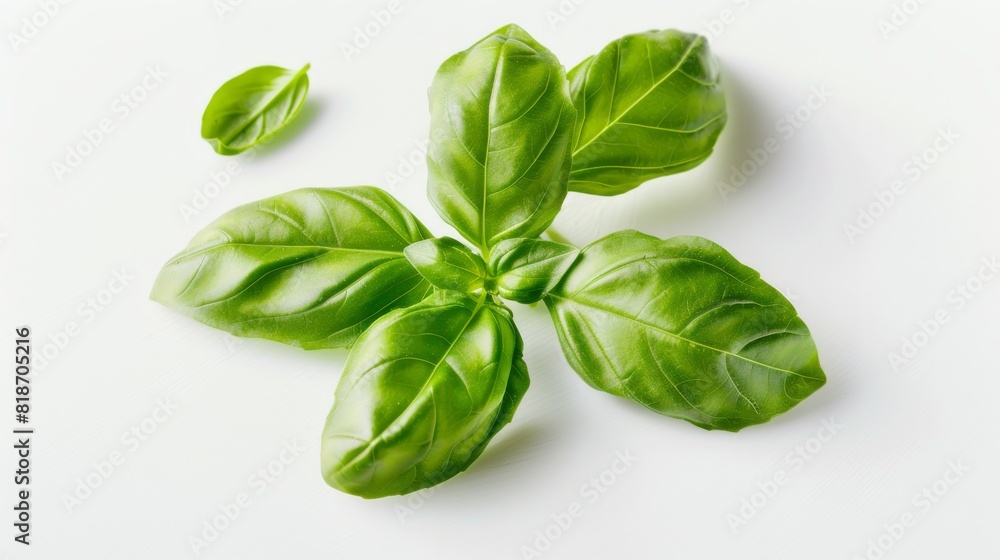 Fresh basil leaves isolated on white background. Fresh basil leaves isolated on white background.