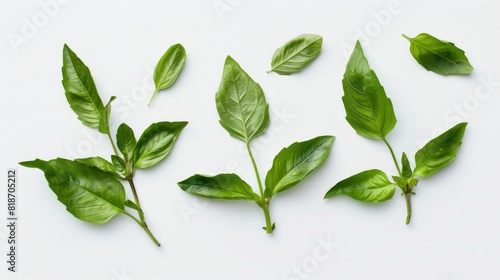 Fresh basil leaves isolated on white background. Top view. photo