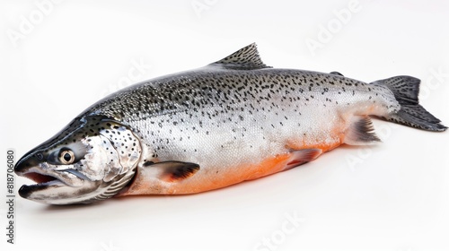 Freshwater fish with a white background, the fish is pink and black. photo