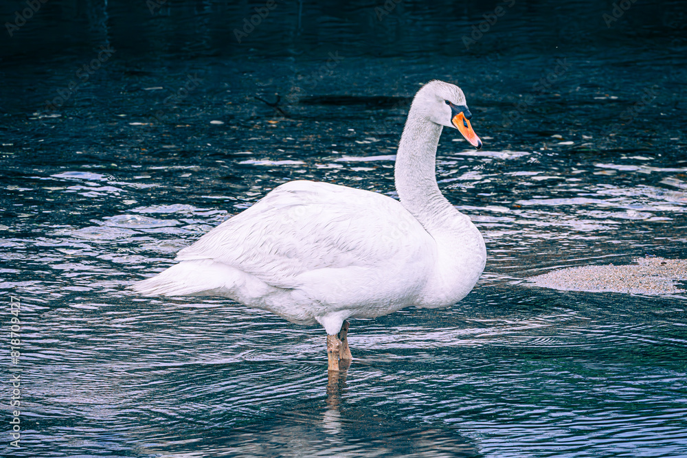 Fototapeta premium swan in the water
