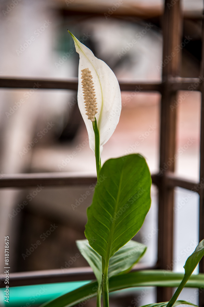 Obraz premium flower of a plant