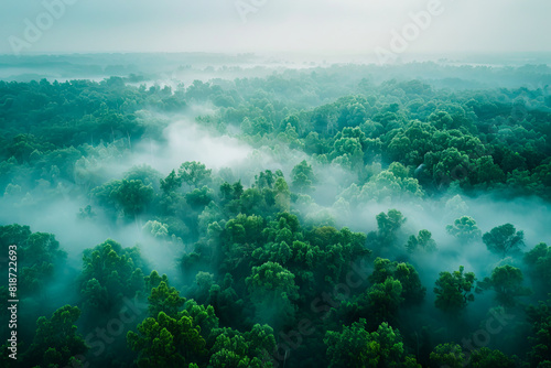 Aerial View of Misty Forest Canopy with Lush Green Foliage in Early Morning Light © smth.design