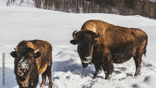 Bison in the snow in Northern Quebec, Canada