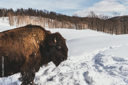Bison in the snow in Northern Quebec, Canada