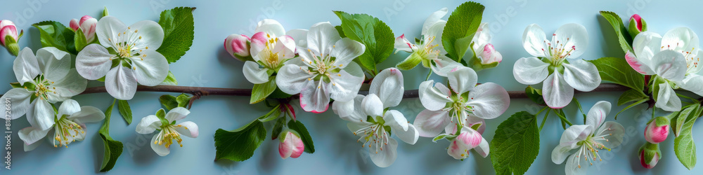 Spring Cherry Blossom Branch with White Flowers and Green Leaves on Light Blue Background