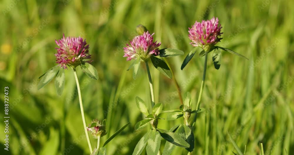 The flower of Trifolium pratense, the red clover The flower of Trifolium pratense, the red clover
