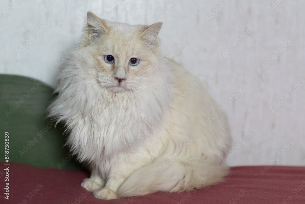 Porträt eines Langhaar Katers aus dem Tierschutz Porträt eines Langhaar Katers aus dem Tierschutz