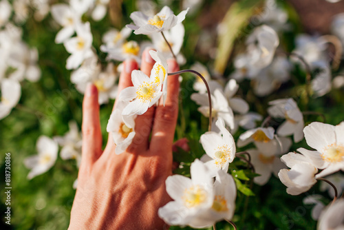 Close up of white anemones flowers. Woman admires blooms in hand in spring garden at sunset